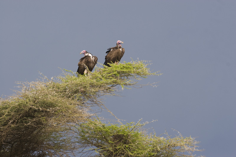Lappet-Faced Vultures In Tree